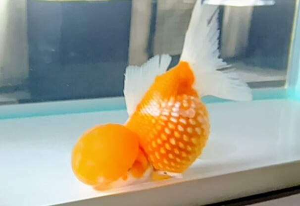 高頭パール