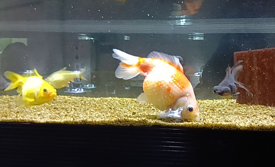 ピンポンパール