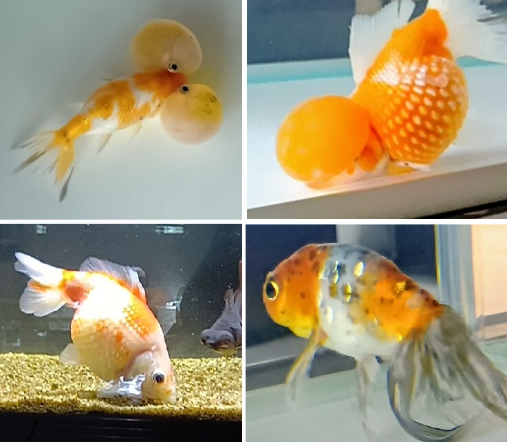 7年ぶりに開催された金魚アクアリウム展