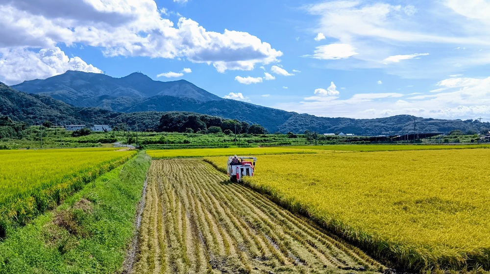 筑波山と稲刈り風景＝桜川市真壁町