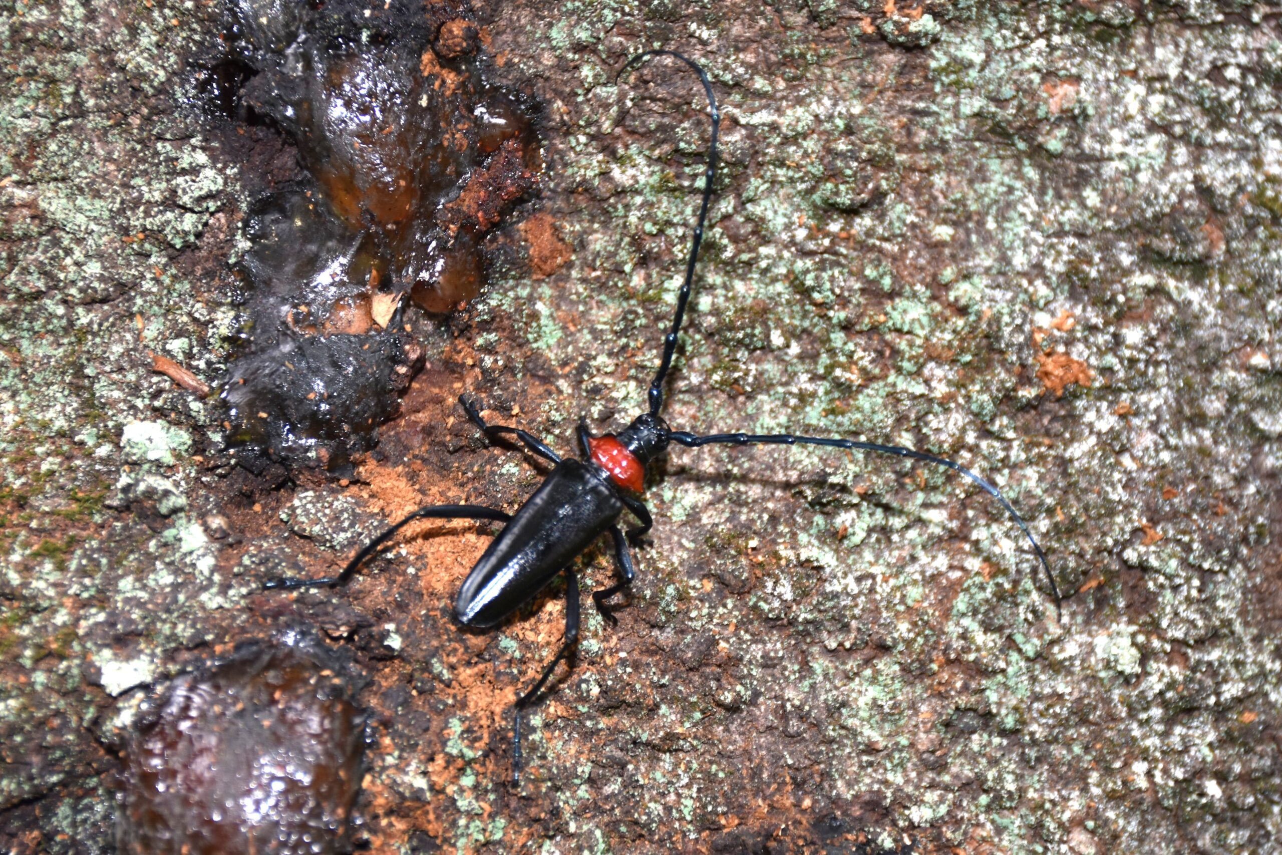クビアカツヤカミキリ＝古河市下大野（資料写真）
