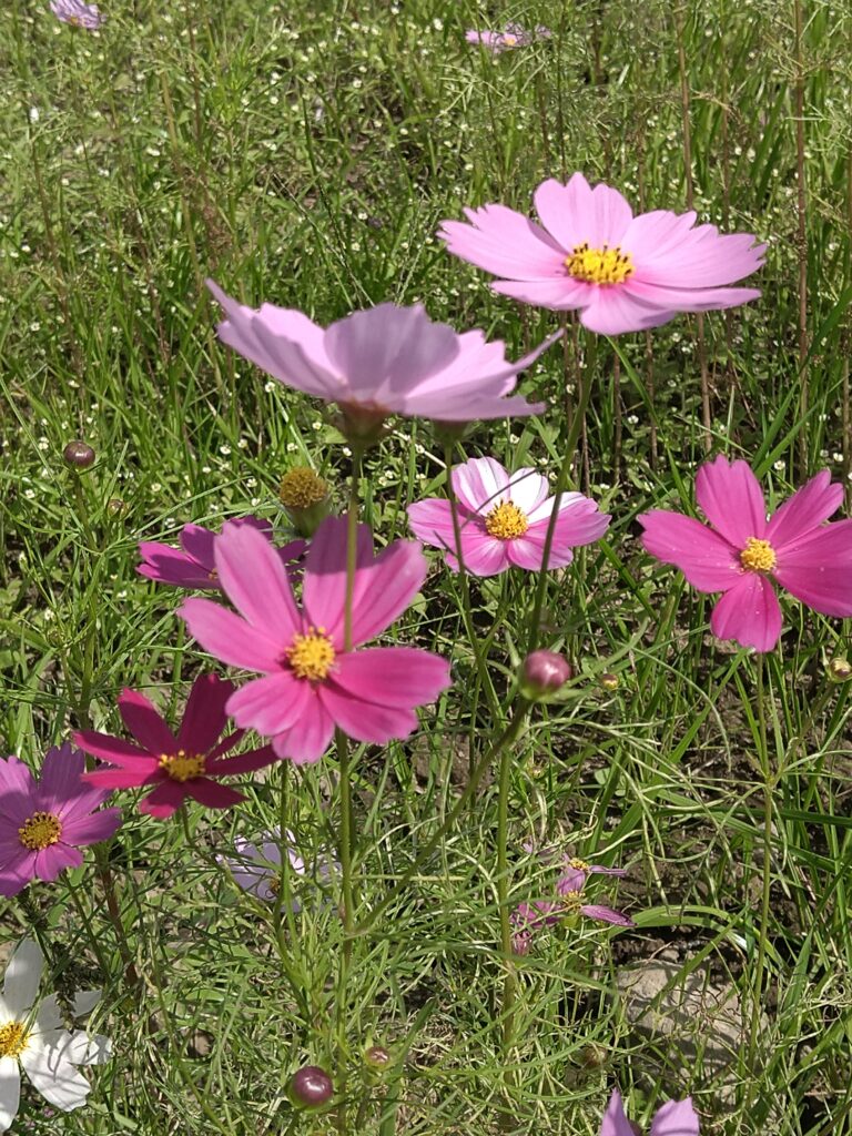 ピンクの濃淡が美しいコスモスの花